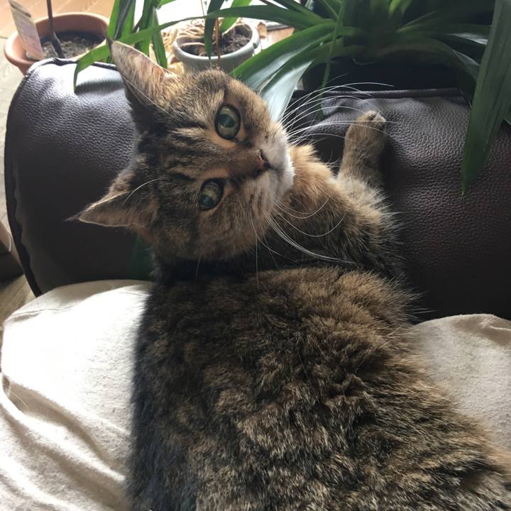 125c41dd d00d 448d ba53 4a2636d0f4b4