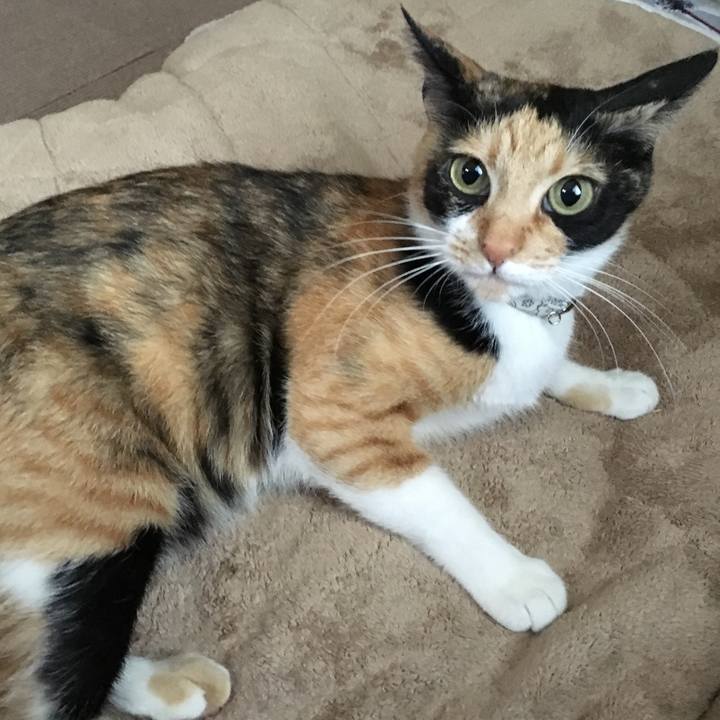 125ebac0 c93f 4ce7 8f7f 71ab8aee1435