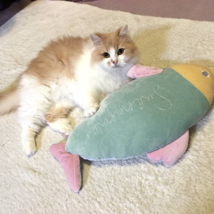 1270ea97 fa25 4283 b729 62e82a38e70f