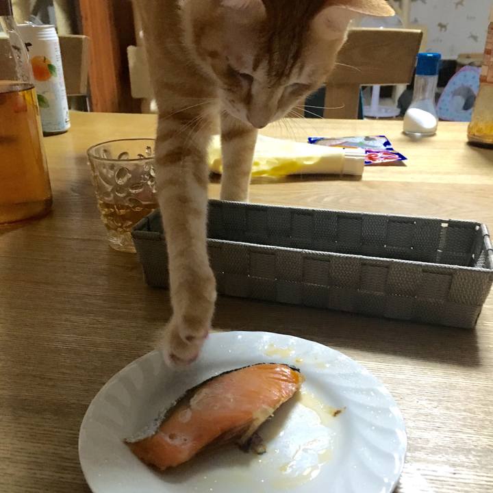 127358c1 5f73 4a6a 84bf 652cd236e5a1