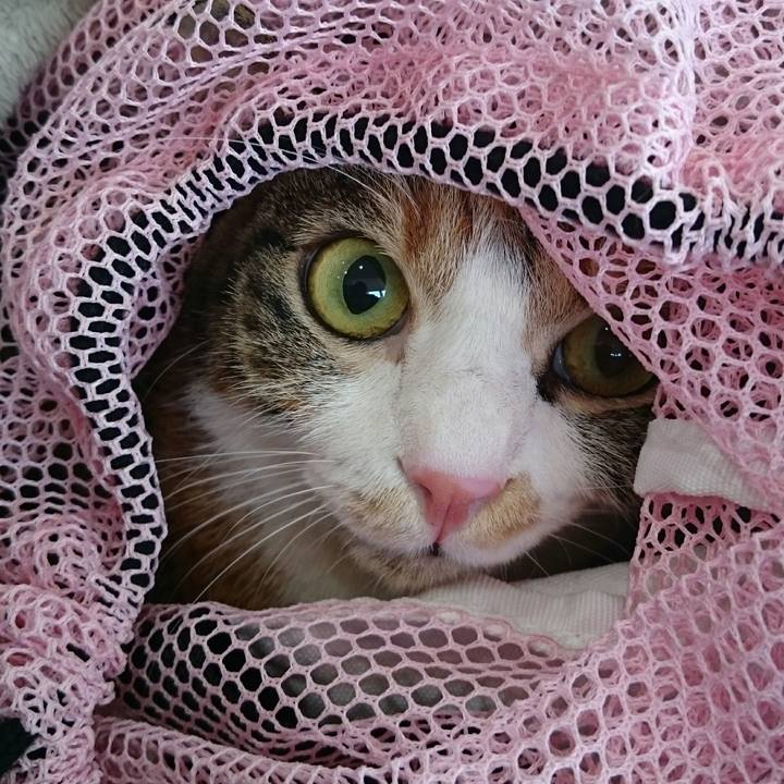 12773146 73c5 4779 89fe c52f36ebfa86