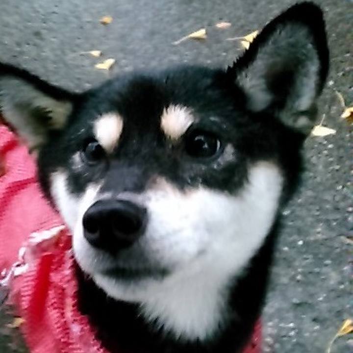 12aaff52 132f 495d b26f 6056b741f685