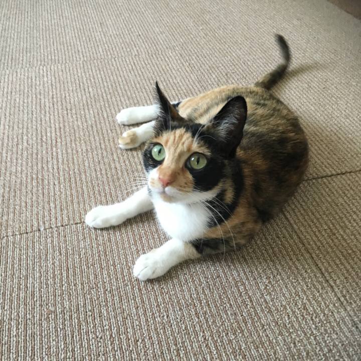 12ae8a70 7e7c 4c7d b470 7f860ffe74db