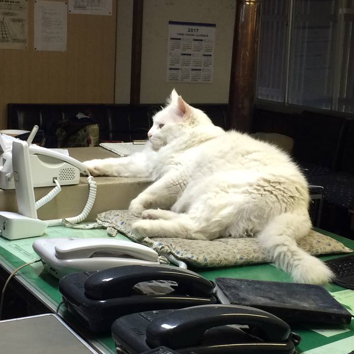 12af6ff8 818c 4a13 908c d446b9c6b3f6