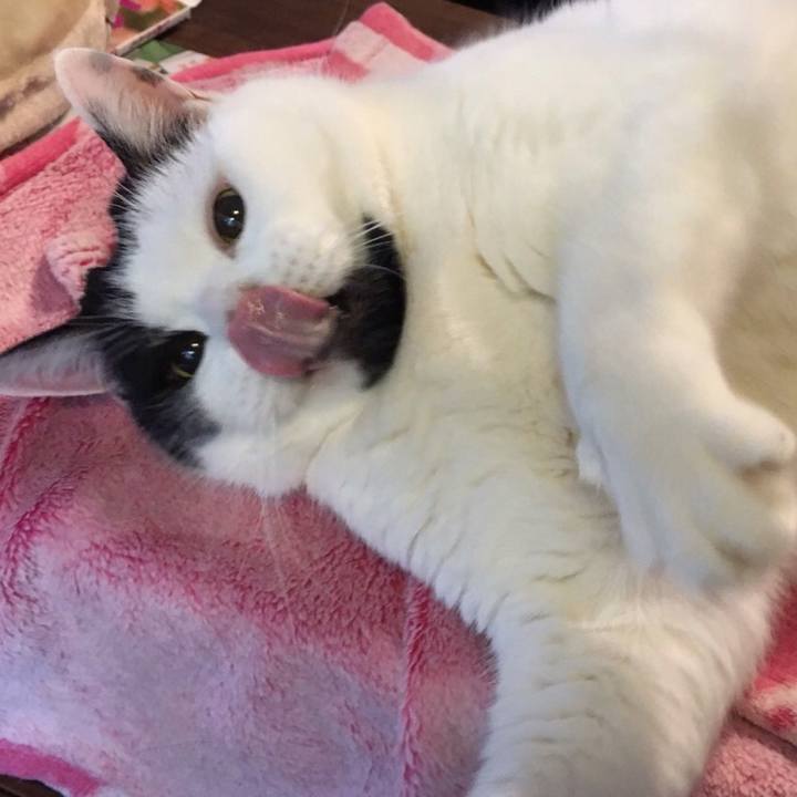 12b531cd c54f 4f2d 8a19 f3b6d0b28f8b