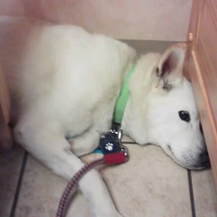 12b93f1e e5ca 405a 8416 dc8cb9d8f155