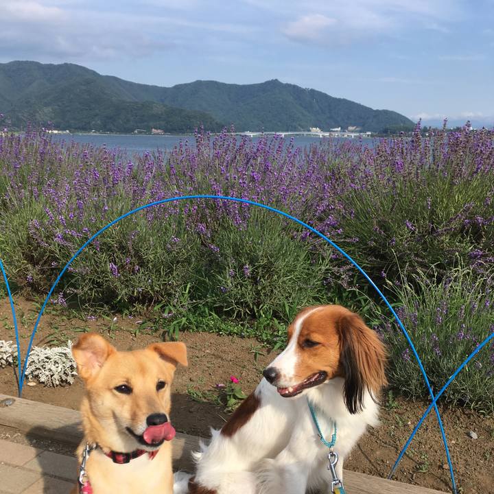 12bb5293 c5c9 4f35 a7a3 f7b7f205930f