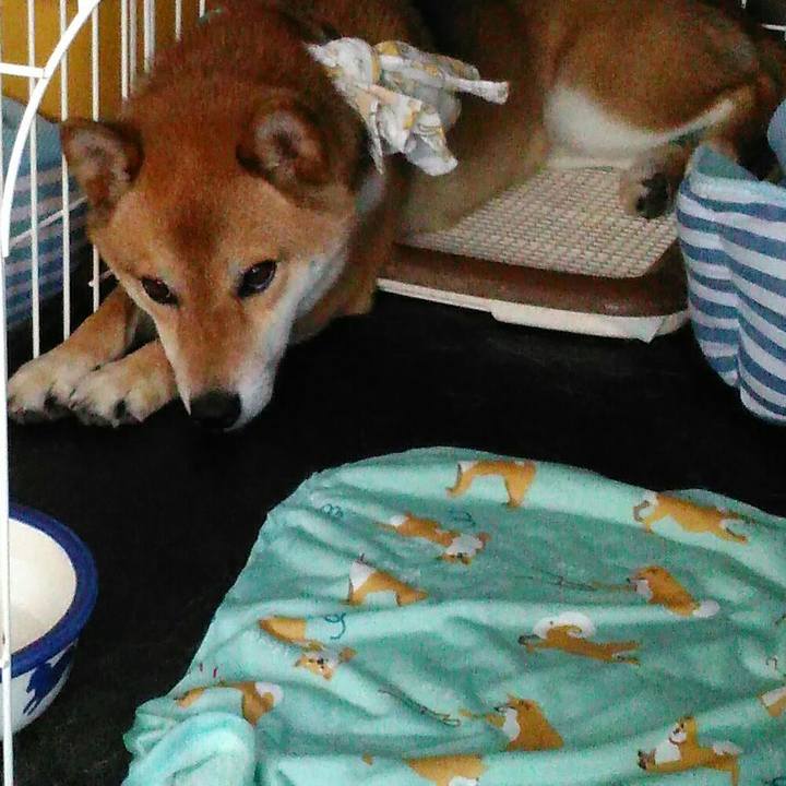 12bba070 158c 4b5a 89a4 1b88f4acab01