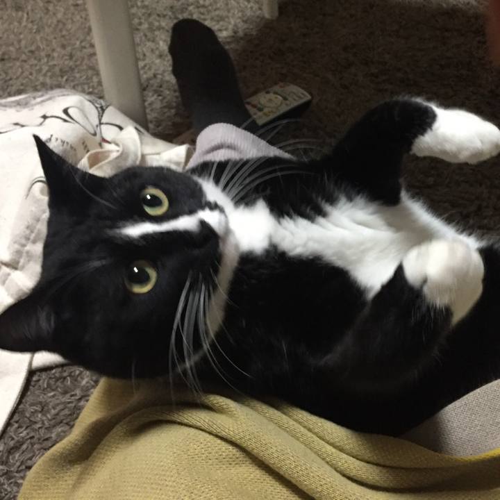 12c2e274 2969 4aad a768 32d265c3aba4