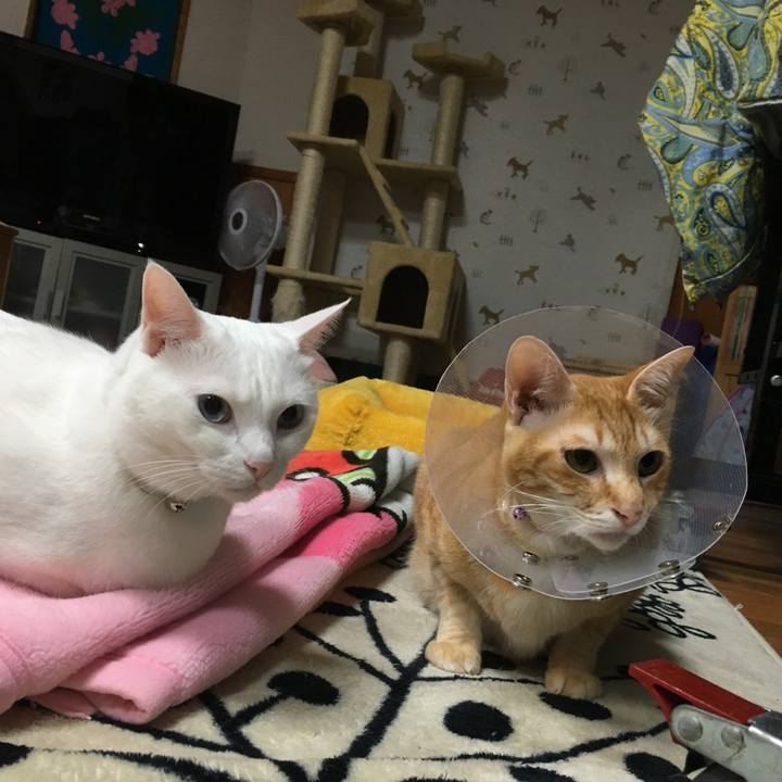 12d0d559 1d3a 4708 b1db be58fd2c513a