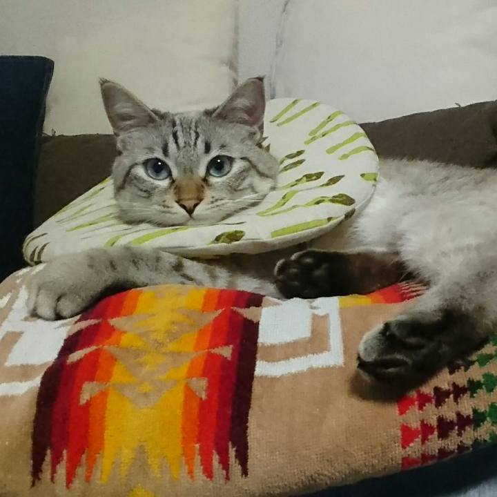 12ee003e e007 4b51 9a69 95728b7232b8