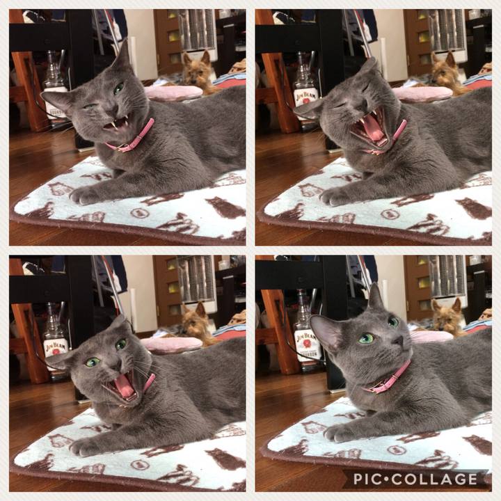 12f463af 4707 4c3b 80b3 62d327d0f736