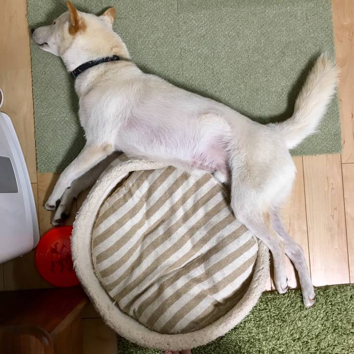 12f7f419 ca3f 4adc bc17 4c996eda57dc