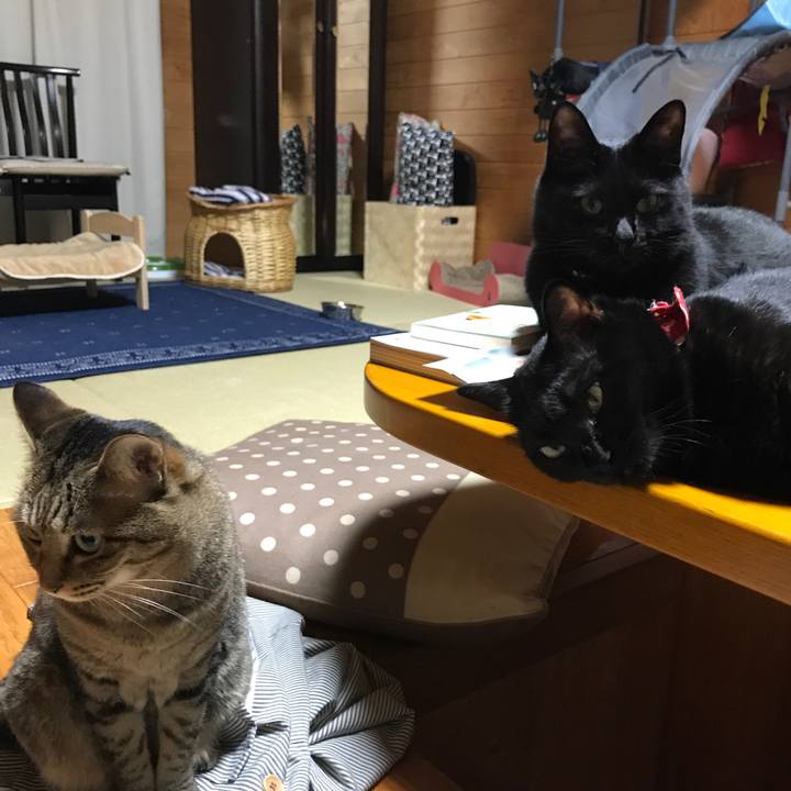 12f8495e c4b5 416c a558 65ae845da0ce