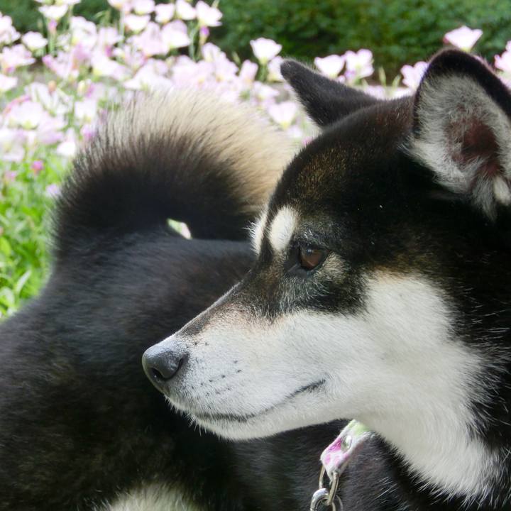 12f95e9e 2300 4208 a1fb 90d8aa8c355f