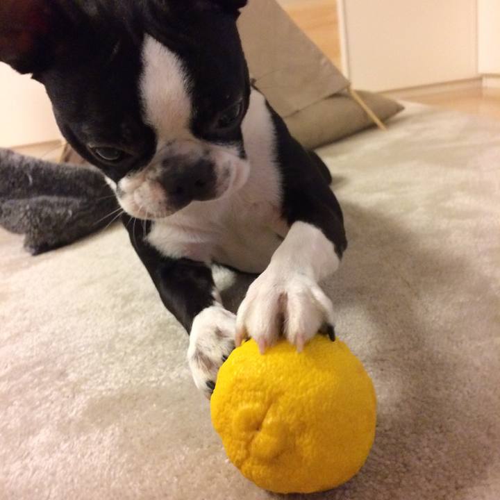 1313e7f8 d6a9 42f9 b936 2506d1cebd44