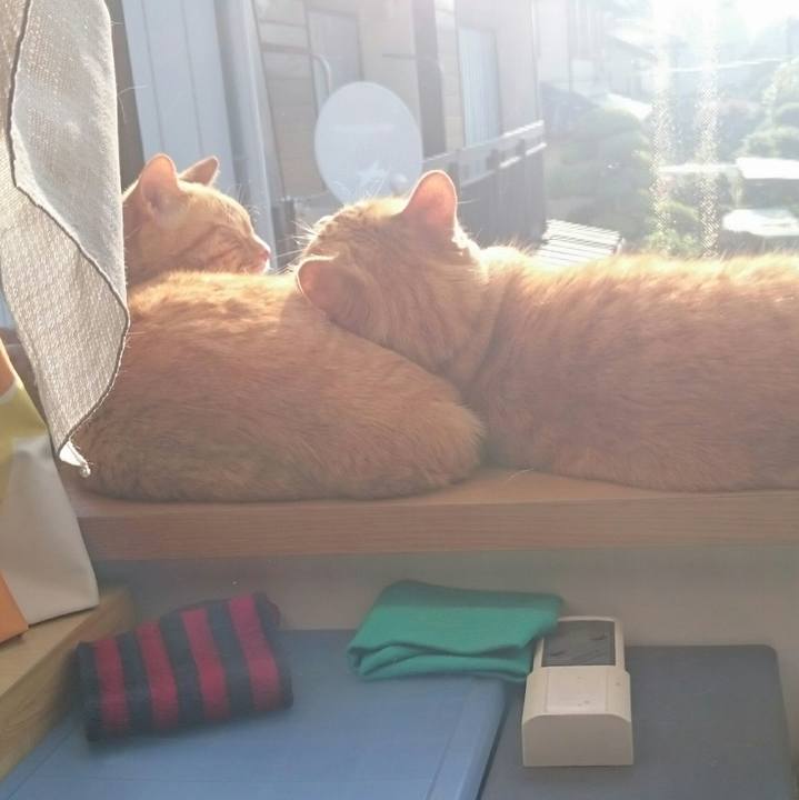 1316cb28 fd6a 4be9 a0bc 592cbd674a38