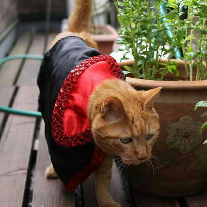 131b0872 c70c 41b0 bbac a424aa772512