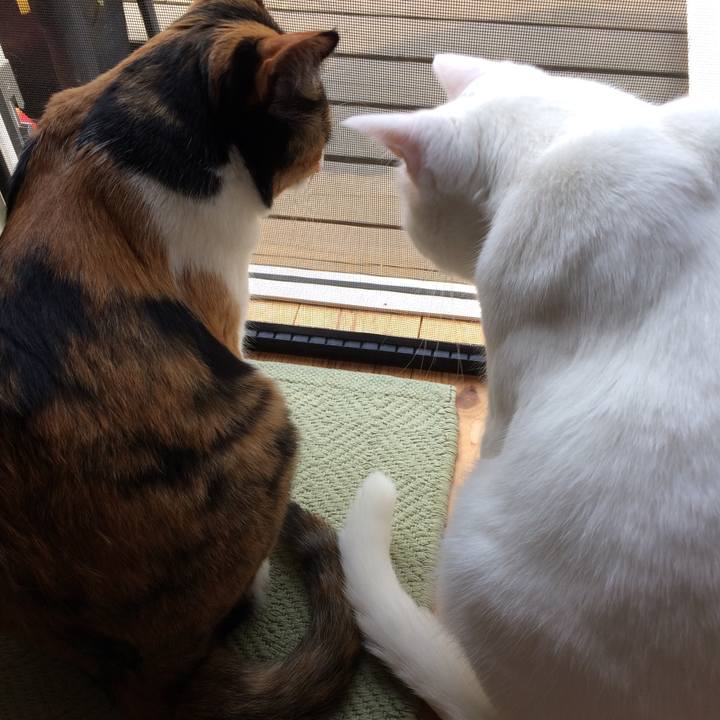 132780bb bbb7 4f5c 9f75 6ea36b028374