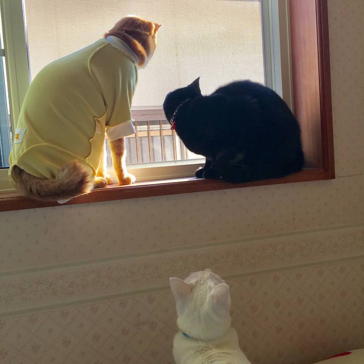 135e1ca5 3da5 4357 a3f0 4734a4a46f5c