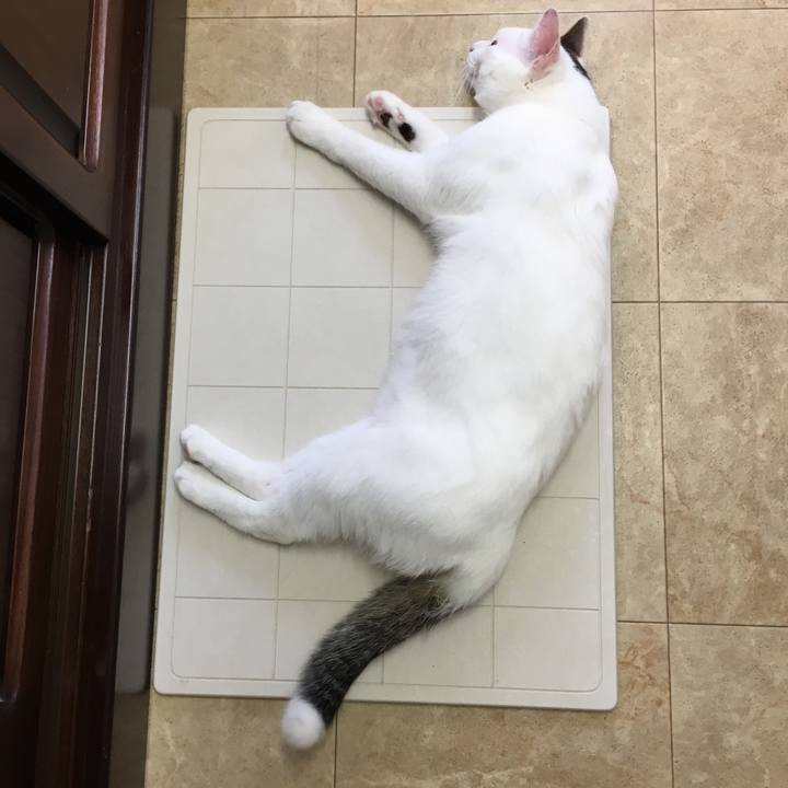 136e6fd5 3f4a 4762 869d 072c69620193