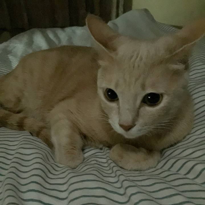 136fc0b8 7064 42a2 a535 cf87873dc410