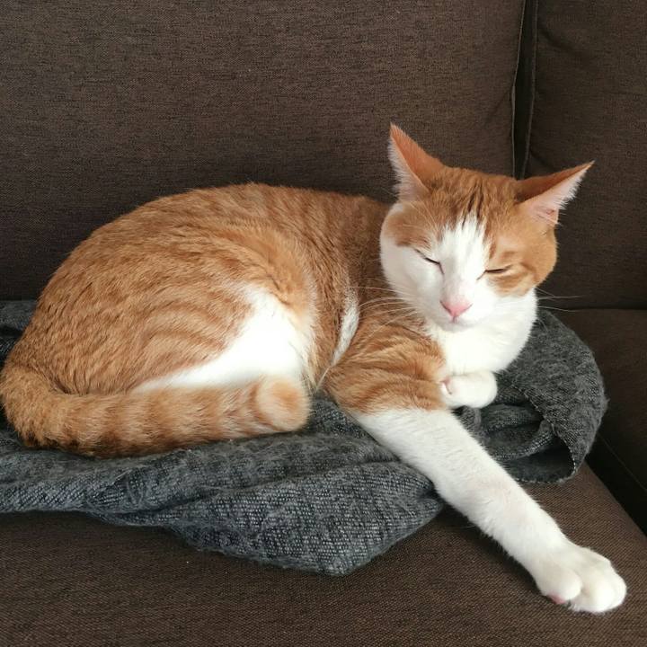 13786b28 ca5f 473a a4ee f24b8be89985