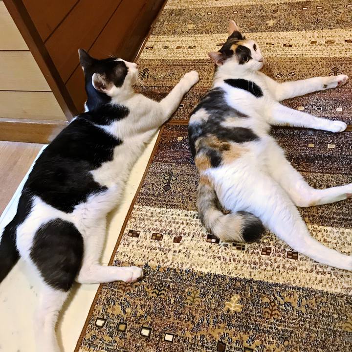 13a0a55f d1e0 4d4c bdf0 50c00f72c314