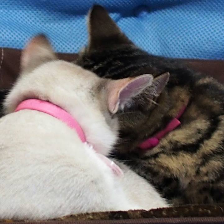 13b7bf4c 4a68 4a8f 8159 cfd890b1d2ce