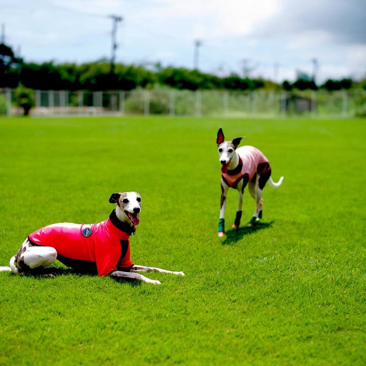 13bfed54 790b 4309 928c 518858a41777