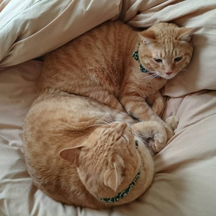 13c4297a e351 44fe 94e7 f64e1addcb7e