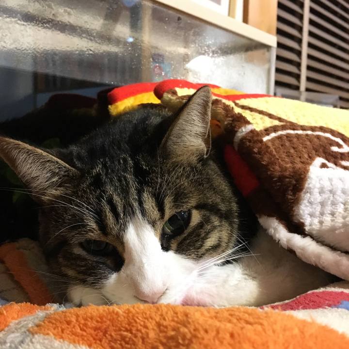 13c4fa3a bfc9 4c63 a88c e710b62f4d1d