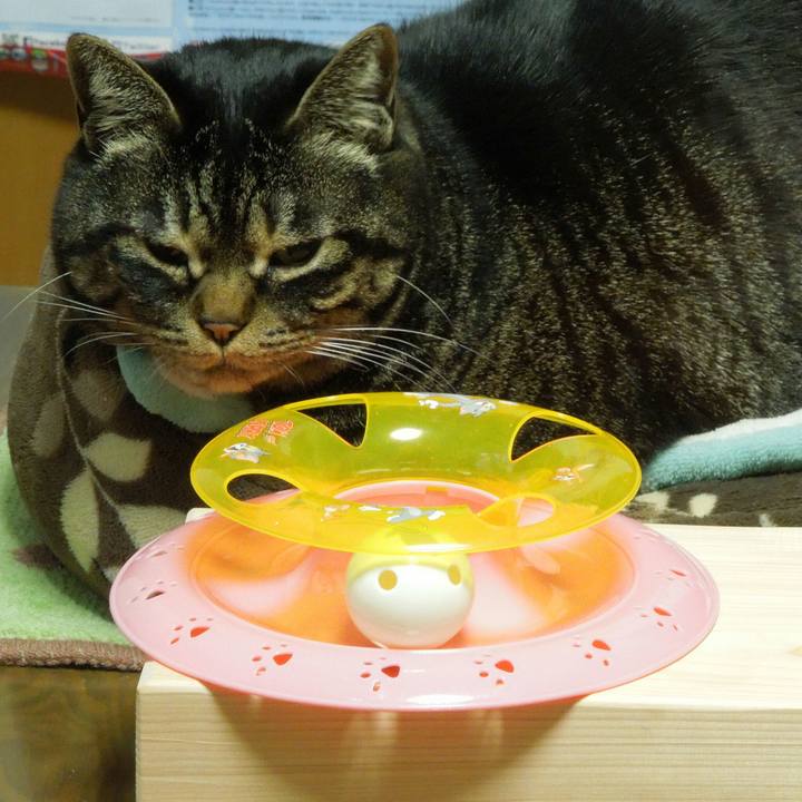 13c7123d 3973 4559 a431 a49d34b64437