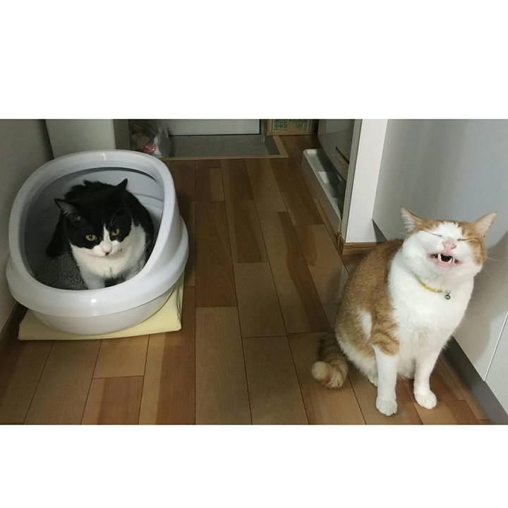 13cf5b06 6dee 4b66 a775 771a5abf3229