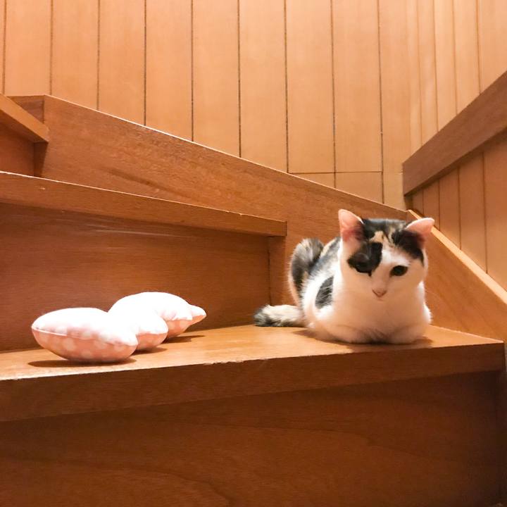 13dc724b 7ddb 4f76 b246 7406fab34c1f