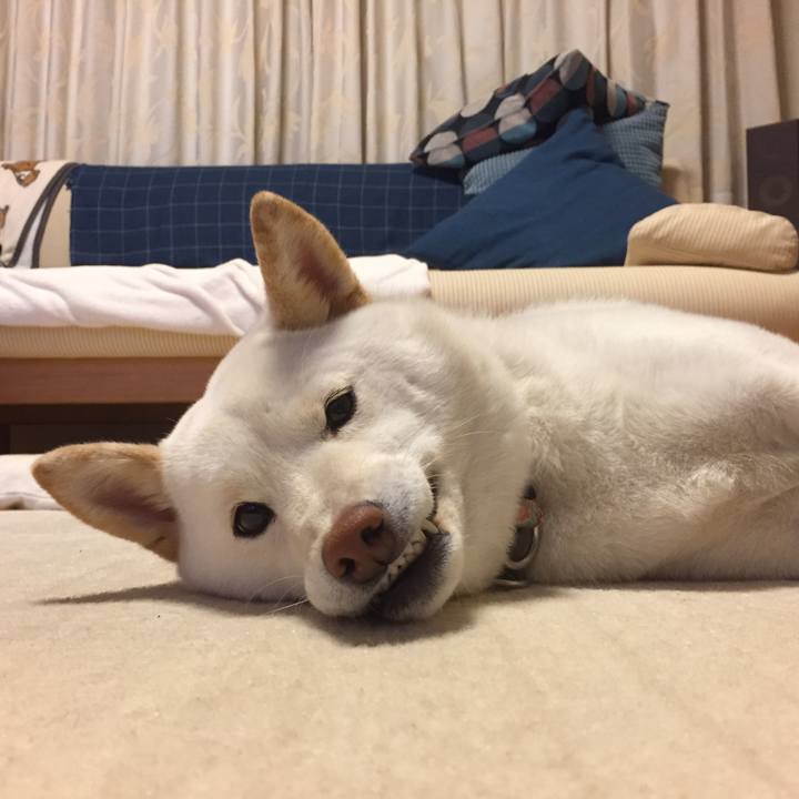 1401e5f8 2aa2 47b3 aead 36582a50cbde