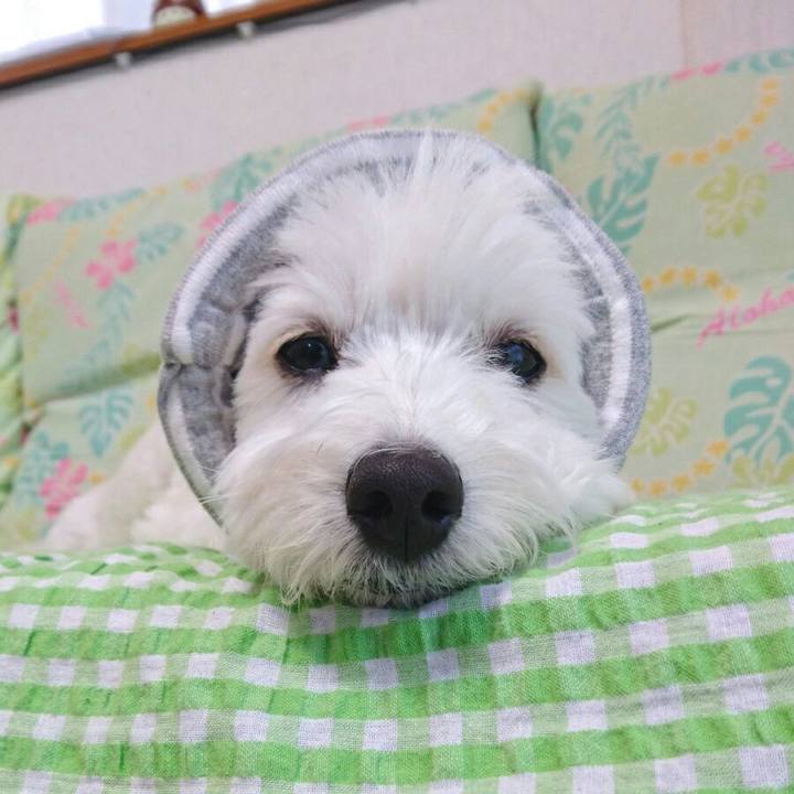 14086939 abaf 4416 9d84 b5ff4a093478