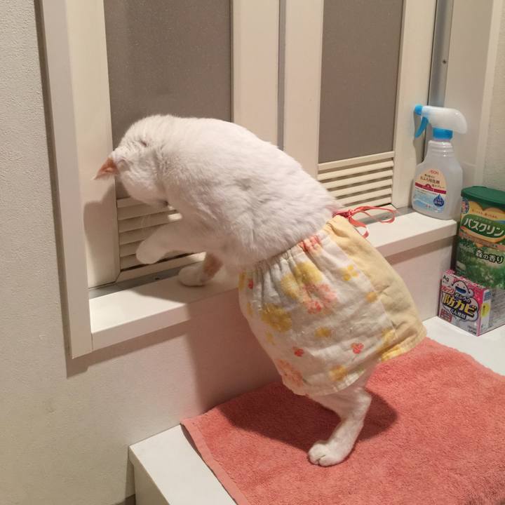 140bc0d6 f816 4f29 ba70 98350a4f6194