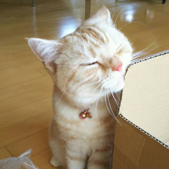 1418c60e b9bb 478f a71e 112308ef5c17