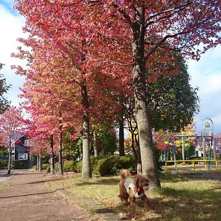 14287083 2210 4434 90cc 57100e827783