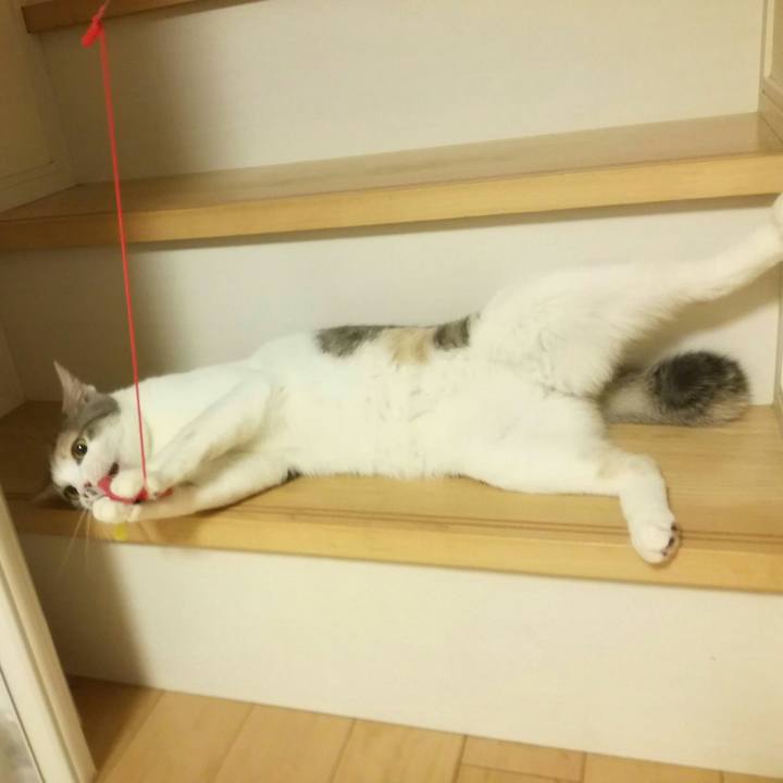 1464f303 e2ab 4bcb aba8 fb7d1c931c44