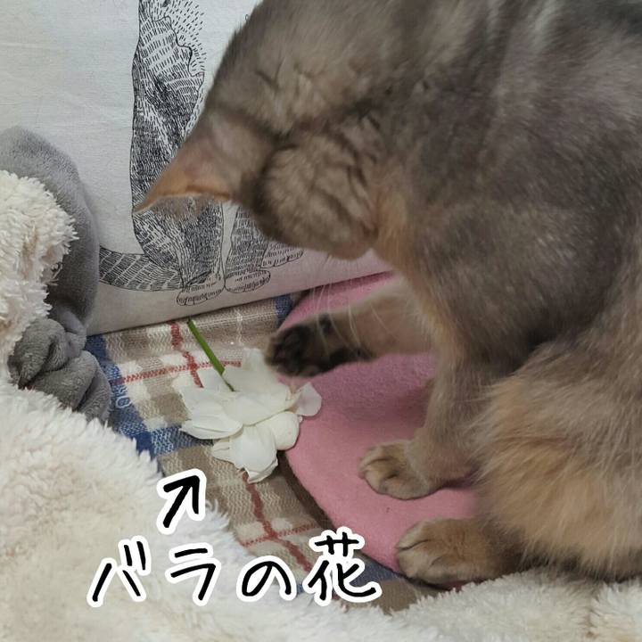 147e6e41 dc4c 4fd3 b49d c5fcfa75fd77