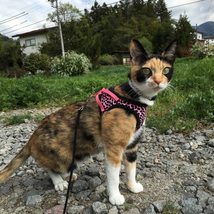 147fec43 deab 4ede b047 82f09c09af9b