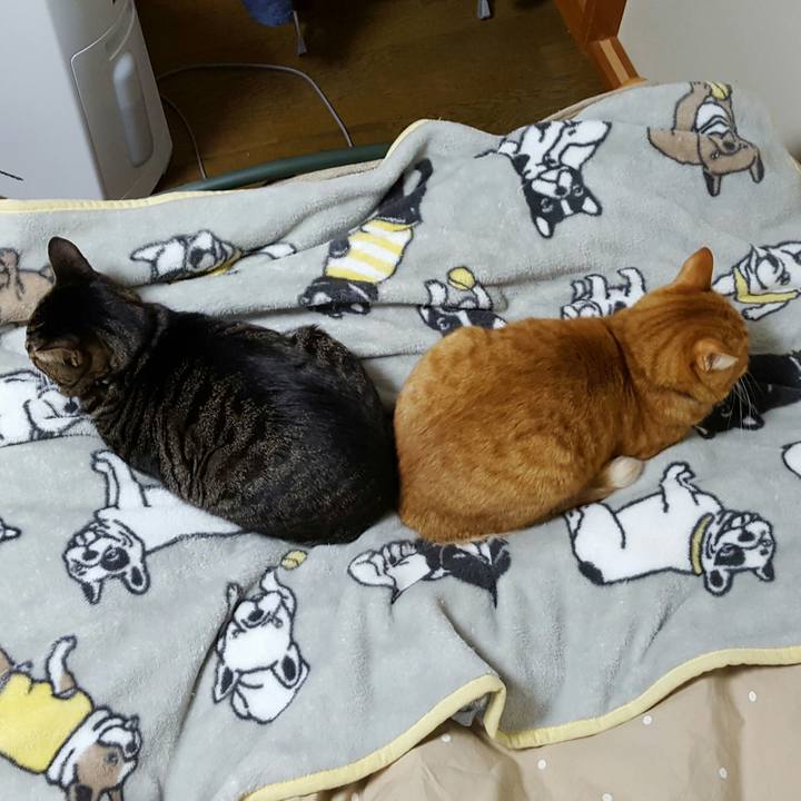 148c4370 c0f5 4380 bc1e 141c70a48e56