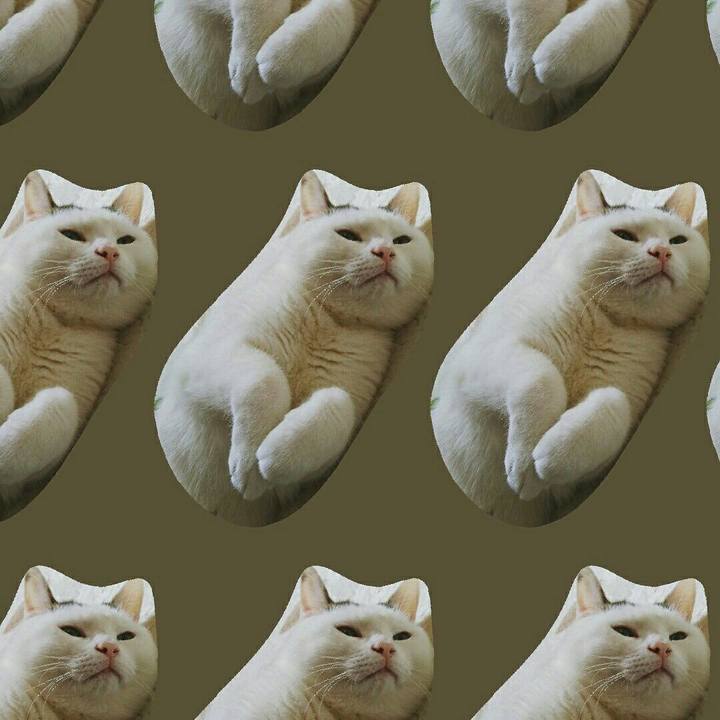 148e49b8 36dd 4a7e 8b53 f2d0d3a820a7