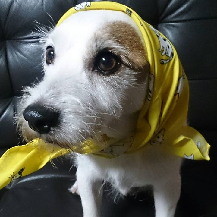 14976083 b007 426c bf65 8be7d9a61c34