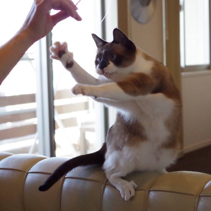 14afcea3 e7a6 442f 86e3 16695fc738c1