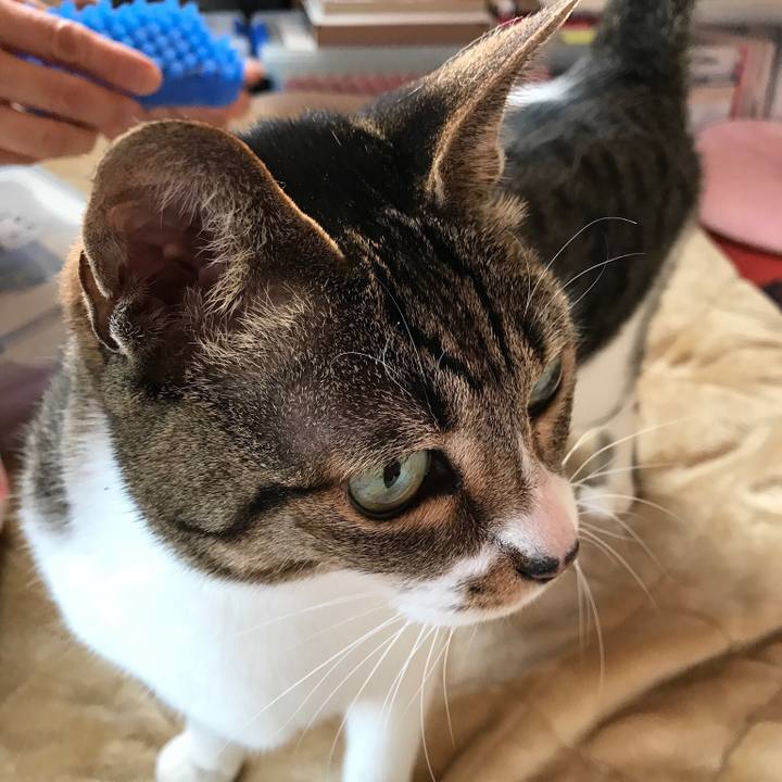 14b706c7 c06c 4b4a ad97 0882b59f4890