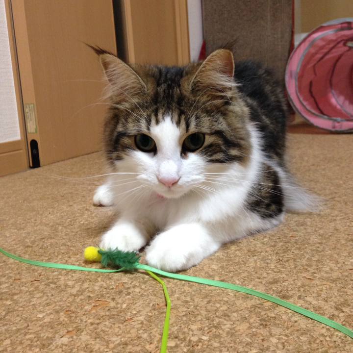 14d2d4f7 b9de 4408 9590 7249b2818fef