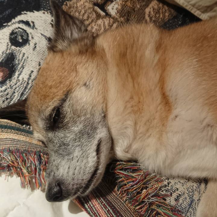 14d5308e 118d 4a2a 9eff c652bec51f0b